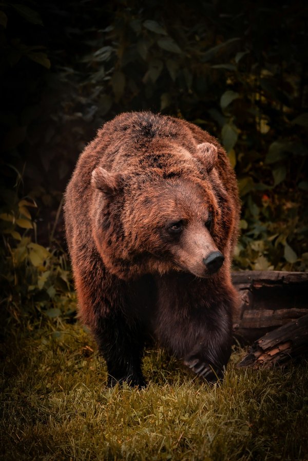 Comment organiser une expédition pour observer les ours bruns en Alaska?