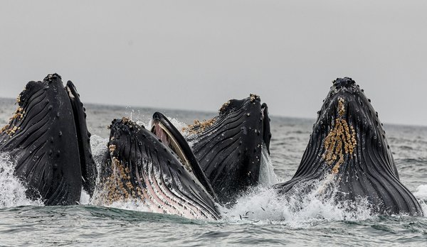 Où trouver les plus beaux spots pour observer les baleines à bosse en Australie : saisons et lieux de départ ?